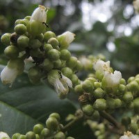 Lepisanthes tetraphylla var. tetraphylla (Vahl) Radlk.
